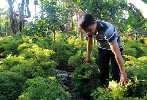 Thu tiền tỷ từ bán lá, thân và củ đinh lăng, lại lo dân đổ xô trồng - 1