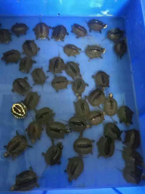 9x vùng quê nghèo kiếm 68 tỷ/năm nhờ rùa - 10