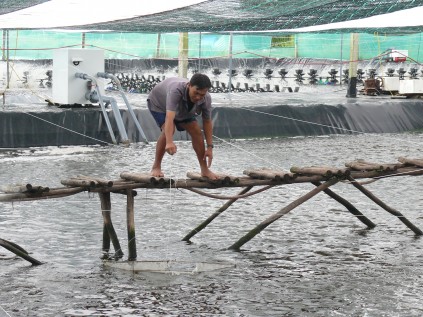 Cà Mau: Tăng thu nhập nhờ mô hình nuôi tôm siêu thâm canh - 3