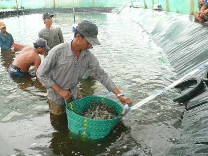 Cà Mau: Tăng thu nhập nhờ mô hình nuôi tôm siêu thâm canh - 5