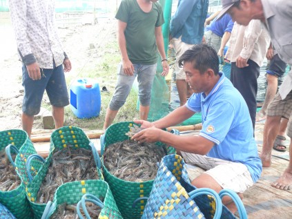 Cà Mau: Tăng thu nhập nhờ mô hình nuôi tôm siêu thâm canh - 6