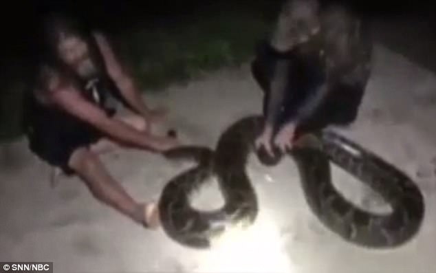 Mỹ: Phát hiện trăn &#34;khủng nấp bụi cây, càng kéo càng thấy dài - 2