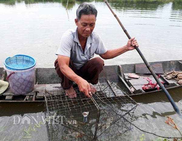 Kiếm vài triệu/ngày nhờ cho tôm, cua, sò huyết ở chung 1 ao - 2