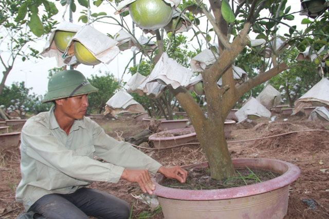 Mất mùa vì ông trời, giá đào quất, bưởi mùa tết sẽ... tăng vọt? - 11