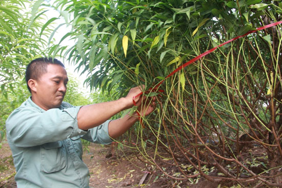 Mất mùa vì ông trời, giá đào quất, bưởi mùa tết sẽ... tăng vọt? - 8