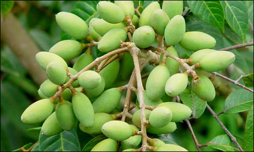 Quả trám - Vị thuốc quý - 2
