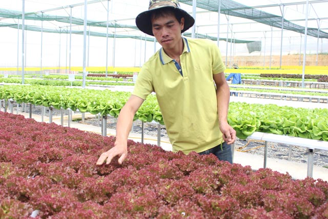 Thạc sĩ bỏ việc về "nghịch đất" trồng rau, thu nhập "không phải dạng vừa đâu" - 3