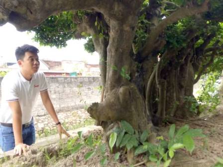 "Cụ" duối gần 300 tuổi giá 1,2 tỷ “ăn đứt” xe Camry có gì đặc biệt? - 10