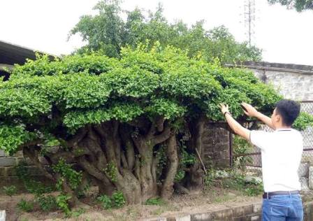 "Cụ" duối gần 300 tuổi giá 1,2 tỷ “ăn đứt” xe Camry có gì đặc biệt? - 11