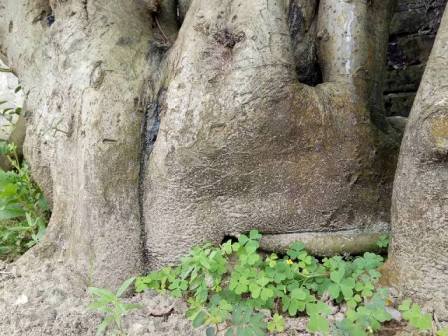 "Cụ" duối gần 300 tuổi giá 1,2 tỷ “ăn đứt” xe Camry có gì đặc biệt? - 3