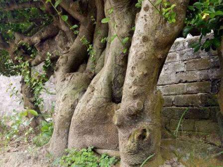 "Cụ" duối gần 300 tuổi giá 1,2 tỷ “ăn đứt” xe Camry có gì đặc biệt? - 5