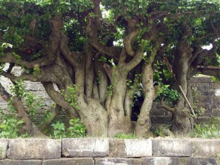 "Cụ" duối gần 300 tuổi giá 1,2 tỷ “ăn đứt” xe Camry có gì đặc biệt? - 6