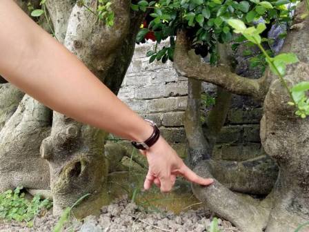 "Cụ" duối gần 300 tuổi giá 1,2 tỷ “ăn đứt” xe Camry có gì đặc biệt? - 7