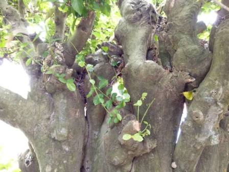 "Cụ" duối gần 300 tuổi giá 1,2 tỷ “ăn đứt” xe Camry có gì đặc biệt? - 8