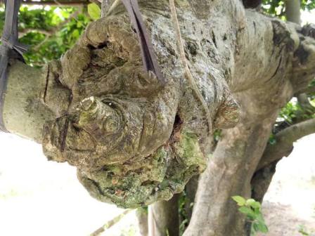 "Cụ" duối gần 300 tuổi giá 1,2 tỷ “ăn đứt” xe Camry có gì đặc biệt? - 9