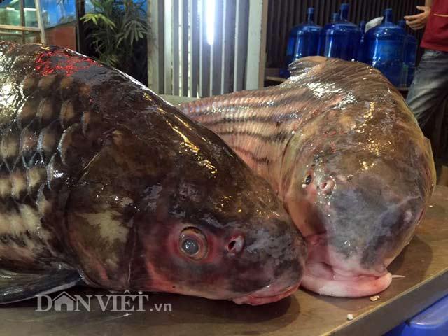 Cặp ”quái ngư” trên dòng Mê Kông: Cá trà sóc khổng lồ 70kg ở Thủ đô