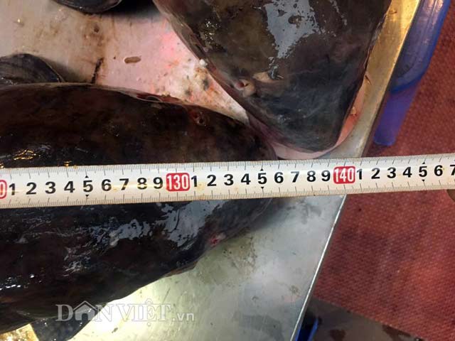 Cặp &#34;quái ngư&#34; trên dòng Mê Kông: Cá trà sóc khổng lồ 70kg ở Thủ đô - 4