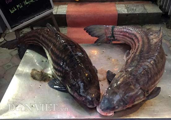 Cặp &#34;quái ngư&#34; trên dòng Mê Kông: Cá trà sóc khổng lồ 70kg ở Thủ đô - 8