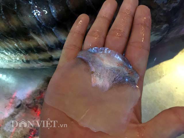Cặp &#34;quái ngư&#34; trên dòng Mê Kông: Cá trà sóc khổng lồ 70kg ở Thủ đô - 6