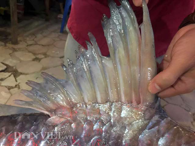 Cặp &#34;quái ngư&#34; trên dòng Mê Kông: Cá trà sóc khổng lồ 70kg ở Thủ đô - 5