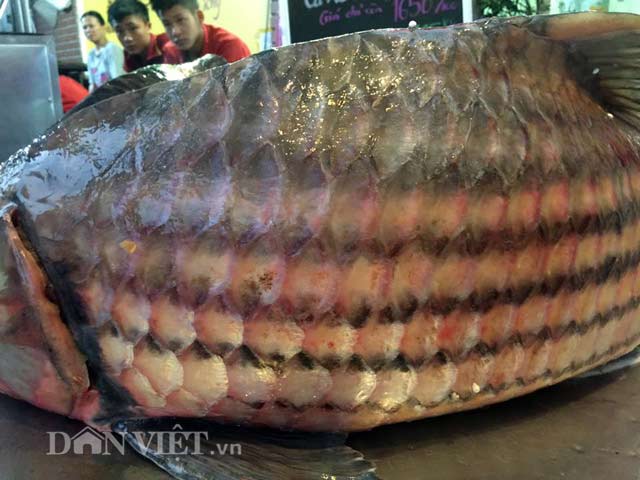 Cặp &#34;quái ngư&#34; trên dòng Mê Kông: Cá trà sóc khổng lồ 70kg ở Thủ đô - 7