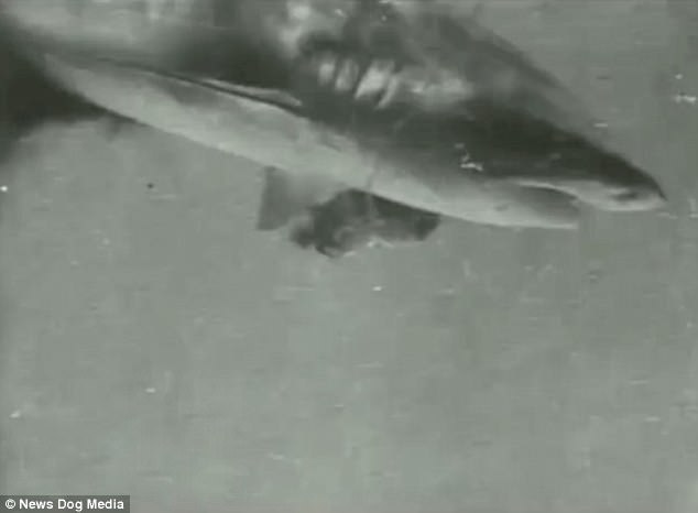 Video đầu tiên thế giới quay cảnh người săn cá mập dưới biển - 1
