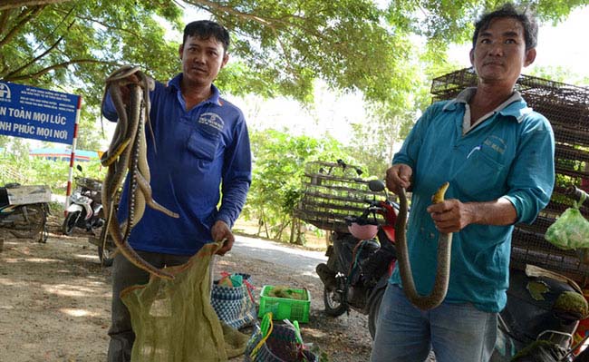 “Bí kíp” săn rắn và chuột đồng mùa lũ - 5