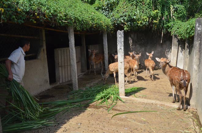 Làm giàu ở nông thôn: Trên hươu, dưới cá, khấm khá mấy hồi - 3