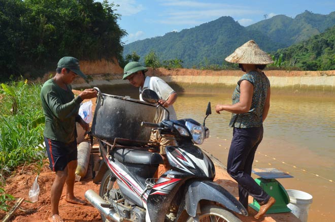 Làm giàu ở nông thôn: Trên hươu, dưới cá, khấm khá mấy hồi - 2