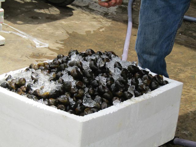 Làm giàu ở nông thôn: Đưa ốc bươu đi tàu bay, kiếm cả triệu/ngày - 2