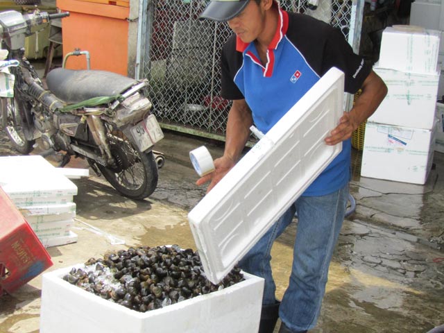 Làm giàu ở nông thôn: Đưa ốc bươu đi tàu bay, kiếm cả triệu/ngày - 3