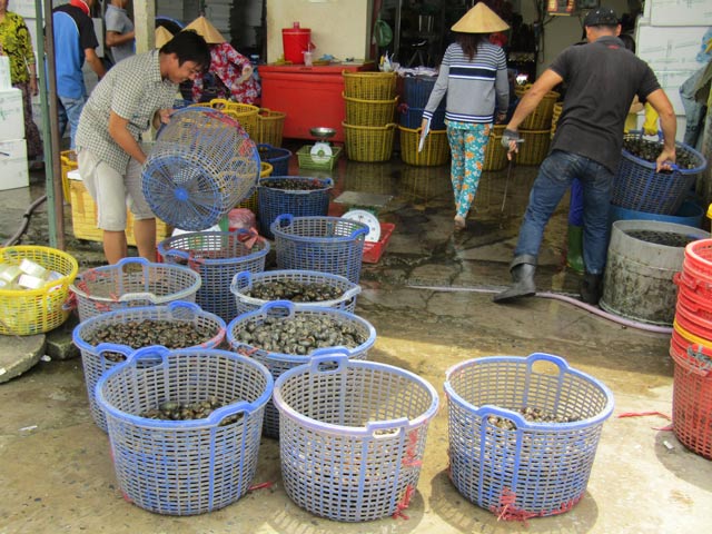 Làm giàu ở nông thôn: Đưa ốc bươu đi tàu bay, kiếm cả triệu/ngày - 5