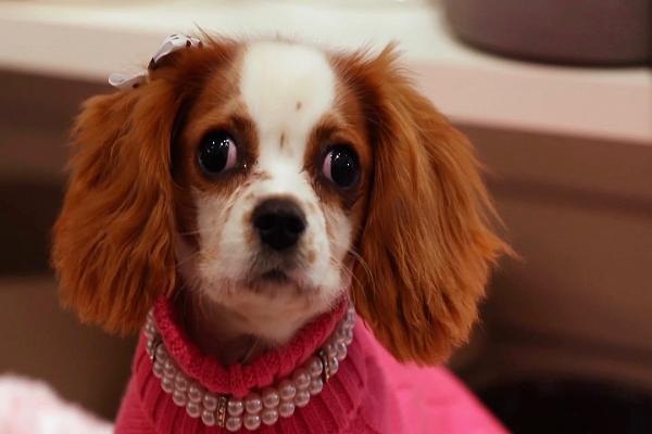 Tiêu tiền kiểu nhà giàu: Chi 150 triệu mua áo da cho...chó - 2