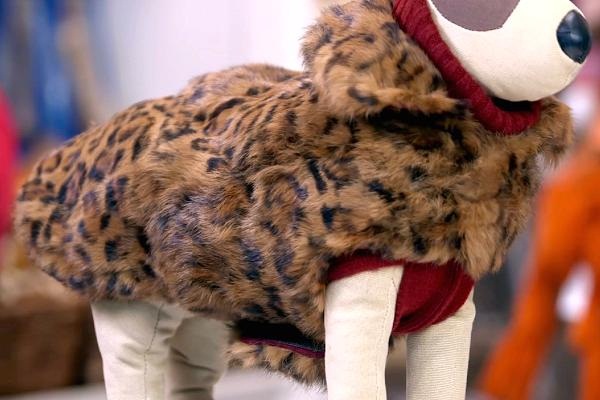 Tiêu tiền kiểu nhà giàu: Chi 150 triệu mua áo da cho...chó - 5