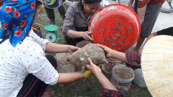 Nghệ An: Kiếm tiền “dễ ợt” nhờ giá cua đồng lên &#34;cơn sốt&#34; - 3