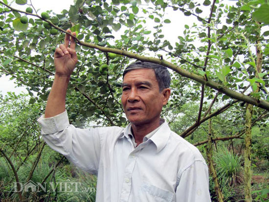 Trồng 15 công mít Thái, lãi nửa tỷ đồng/năm - 2