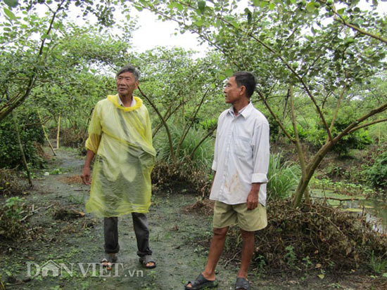 Trồng 15 công mít Thái, lãi nửa tỷ đồng/năm - 3