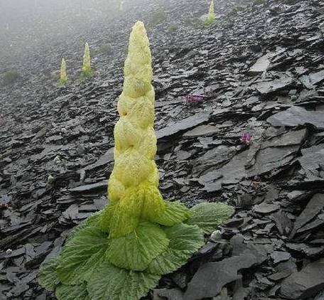 Lạ lùng giống cải thảo cao 2 mét, giá tiền triệu một cân - 3