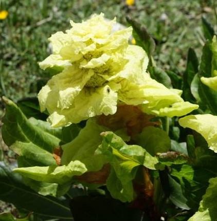 Lạ lùng giống cải thảo cao 2 mét, giá tiền triệu một cân - 5