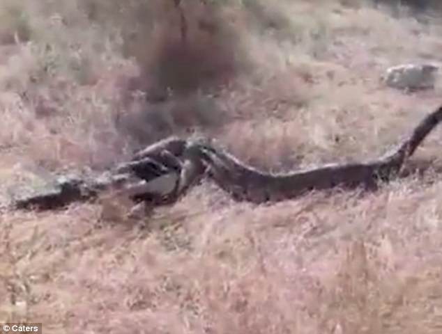 Video: Trăn “khủng” dài 4 mét vật vã nôn ra cả một con chó - 1