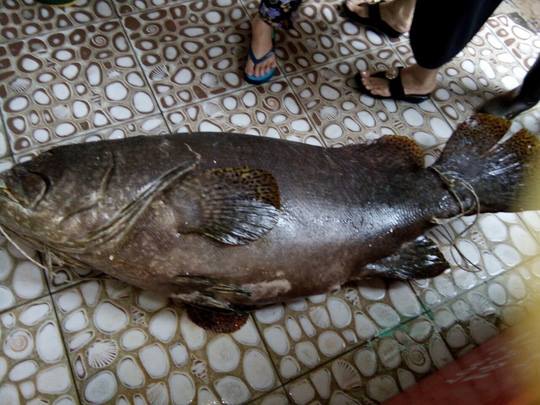 Bắt được cá mú “khủng” nặng 55 kg ở Phú Quốc - 1