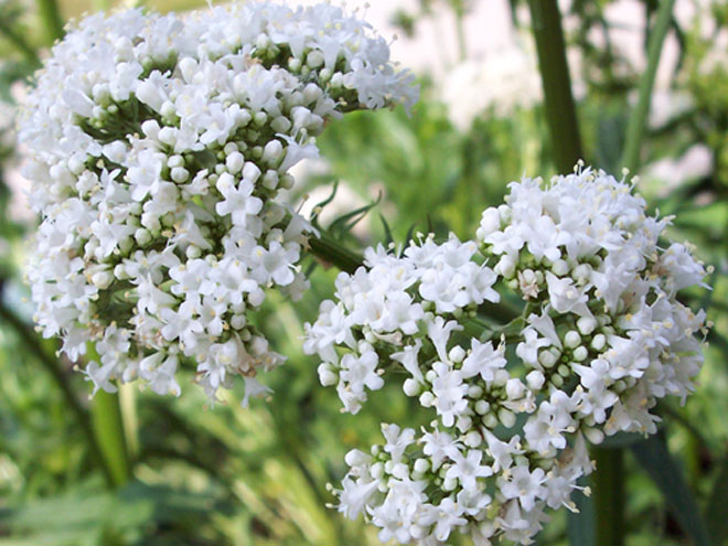 Khi bị khó ngủ: Muốn dễ ngủ, ngủ sâu chỉ cần làm thế này thôi - 2