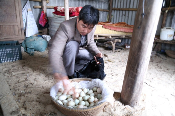 Lạ mà hay: Thuê 30ha cát trắng nuôi 10 ngàn vịt trời, &#34;giữ chân&#34; vịt bởi 1 bóng đèn - 3