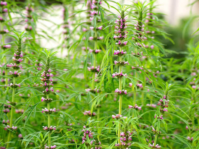 Phát hiện 5 cây thảo dược dễ kiếm hỗ trợ điều trị huyết áp thấp hiệu quả - 3