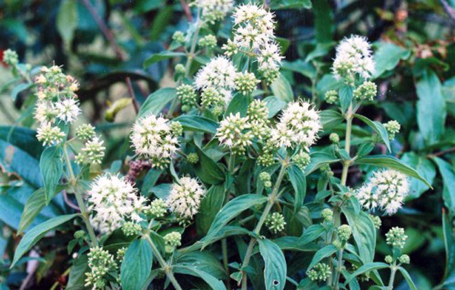 Phát hiện 5 cây thảo dược dễ kiếm hỗ trợ điều trị huyết áp thấp hiệu quả - 5