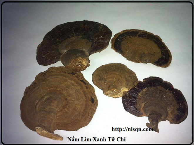 Đi tìm nguồn gốc Nấm lim xanh - 2