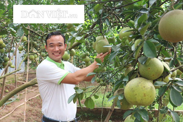 Trồng bưởi ngọt như đường, “đuổi trộm” bằng thơ, bán quả bằng nụ cười - 1