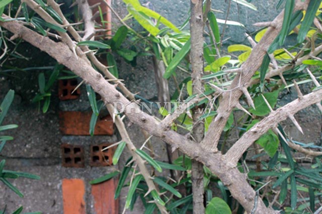 Cuộc săn lùng "thần dược" xáo tam phân: Bỏ bạc triệu mà vẫn khó! - 2