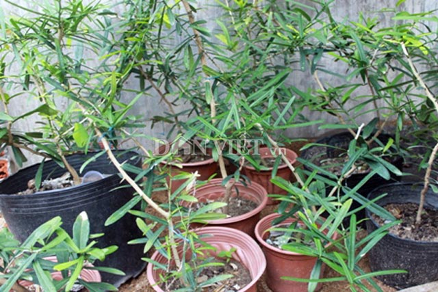 Cuộc săn lùng "thần dược" xáo tam phân: Bỏ bạc triệu mà vẫn khó! - 3