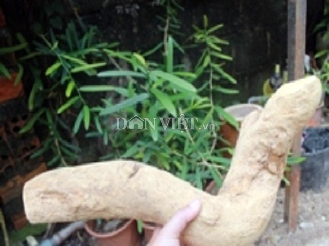 Cuộc săn lùng "thần dược" xáo tam phân: Bỏ bạc triệu mà vẫn khó! - 4